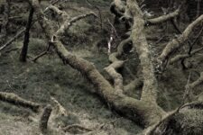 Ted Leeming - If You Go Down to the Woods Today...