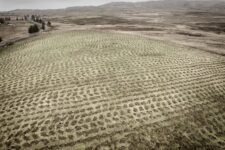 Ted Leeming - If You Go Down to the Woods Today...