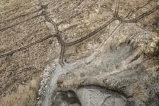 Ted Leeming - If You Go Down to the Woods Today...