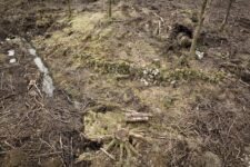 Ted Leeming - If You Go Down to the Woods Today...