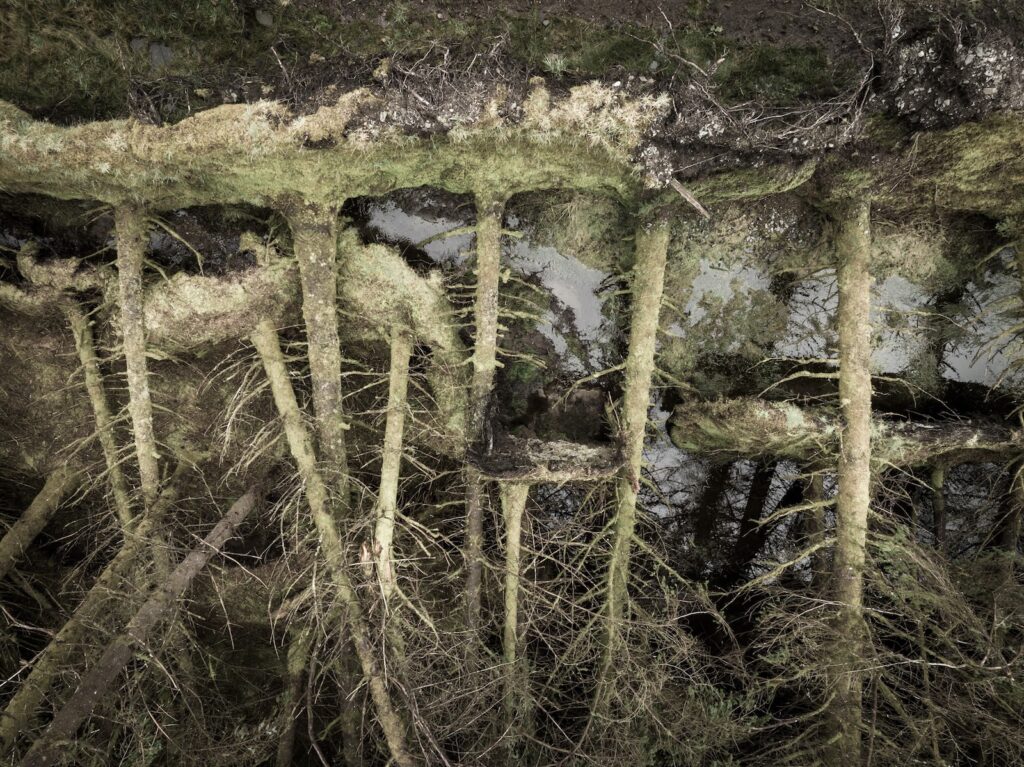 Ted Leeming - If You Go Down to the Woods Today...