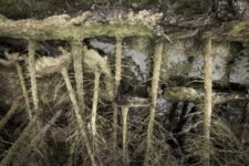 Ted Leeming - If You Go Down to the Woods Today...