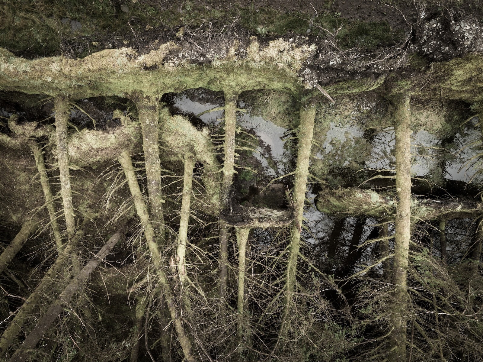 Ted Leeming - If You Go Down to the Woods Today...