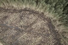 Ted Leeming - If You Go Down to the Woods Today...