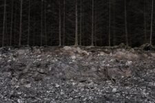 Ted Leeming - If You Go Down to the Woods Today...