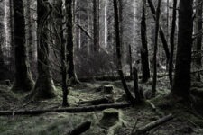 Ted Leeming - If You Go Down to the Woods Today...