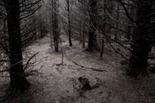 Ted Leeming - If You Go Down to the Woods Today...