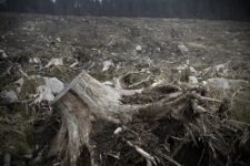 Ted Leeming - If You Go Down to the Woods Today...