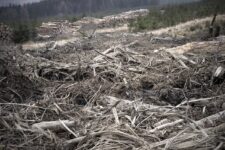 Ted Leeming - If You Go Down to the Woods Today...