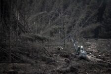 Ted Leeming - If You Go Down to the Woods Today...