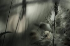 Ted Leeming - The Pollenmakers