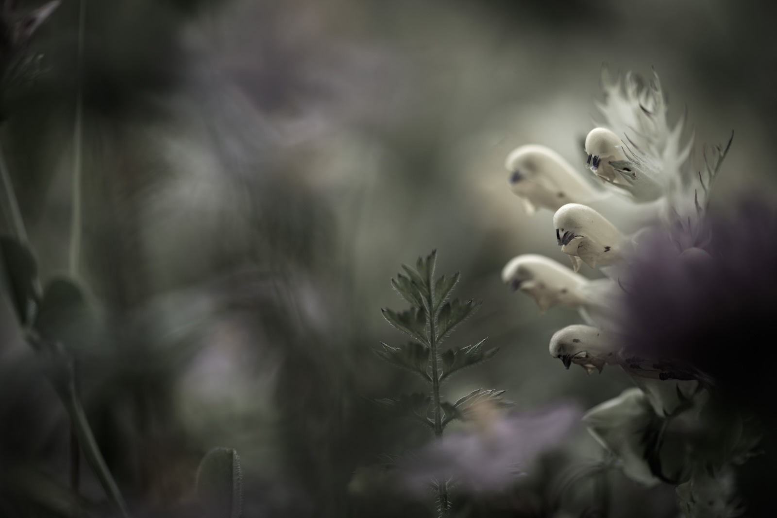 Ted Leeming - The Pollenmakers