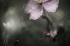 Ted Leeming - The Pollenmakers