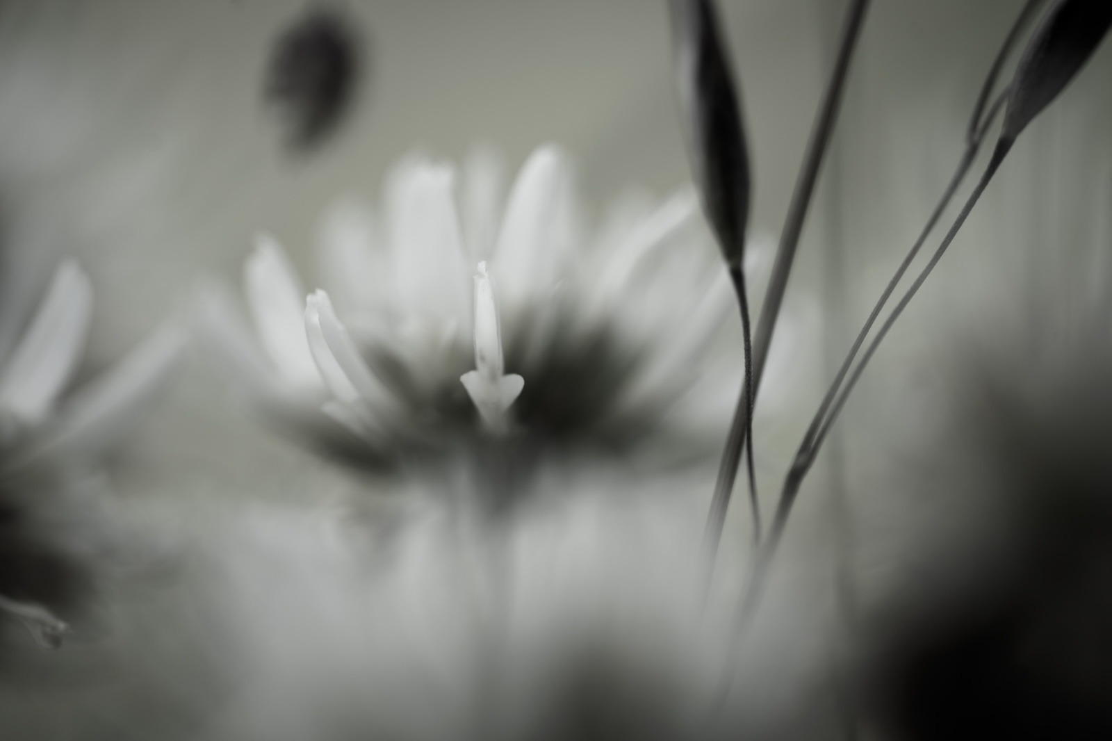 Ted Leeming - The Pollenmakers