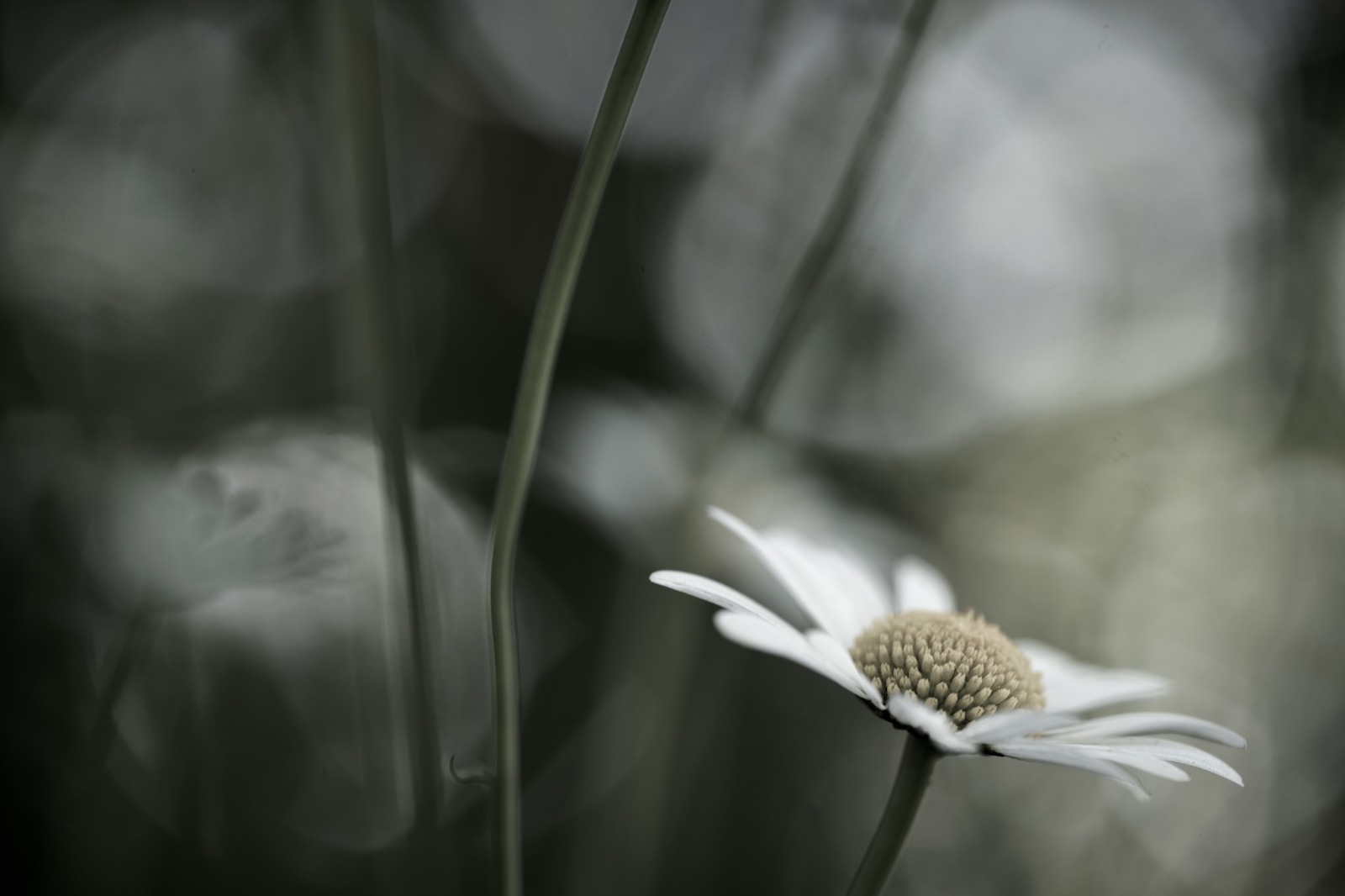 Ted Leeming - The Pollenmakers