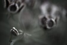 Ted Leeming - The Pollenmakers