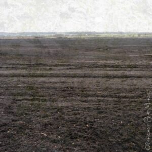 Ted Leeming - Where the Wild Things Are