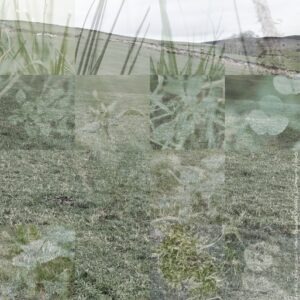 Ted Leeming - Where the Wild Things Are