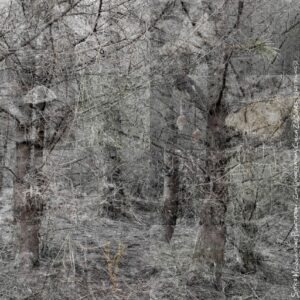 Ted Leeming - Where the Wild Things Are