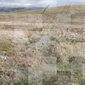 Ted Leeming - Where the Wild Things Are