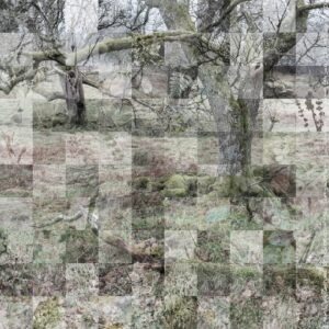 Ted Leeming - Where the Wild Things Are