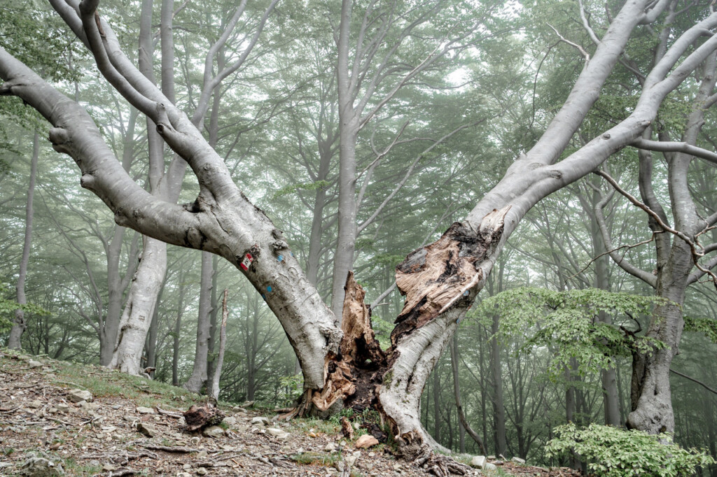 AltaVia2018_1552ENERGISE