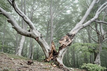 Ted-Leeming_Nothing-Comes-for-Free_AltaVia2018_1552ENERGISE