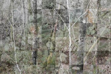 Ted Leeming - Where the Wild Things Are